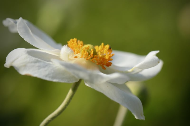 Deadheading Flowers
