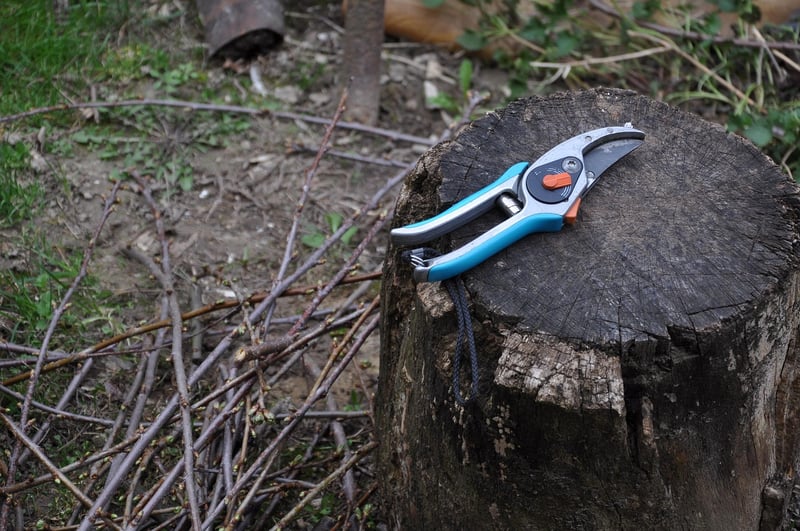 Rejuvenation Pruning