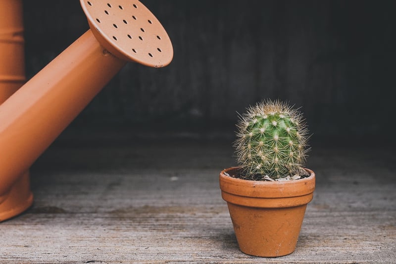 Terra Cotta Pots